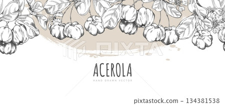 Acerola berries with leaves and flowers engraved sketch, vector seamless border design, Barbados cherry, exotic fruit Acerola berries with leaves and flowers engraved sketch, vector seamless border design, Barbados cherry, exotic fruit 134381538