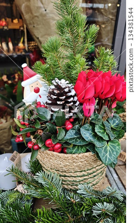 Festive Christmas plant arrangement with evergreen branches, red cyclamen flowers, pine cone and Santa decoration in a woven basket. Concept of holiday decor, seasonal greenery and cozy celebration Festive Christmas plant arrangement with evergreen branches, red cyclamen flowers, pine cone and Santa decoration in a woven basket. Concept of holiday decor, seasonal greenery and cozy celebration 134381544