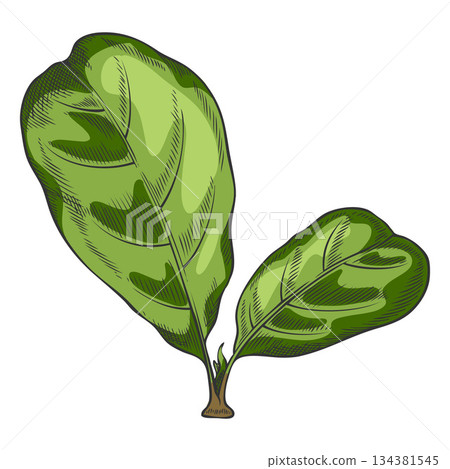 Acerola berry green leaves vector sketch, Barbados red cherry plant, hand drawn exotic fruit superfood foliage 134381545