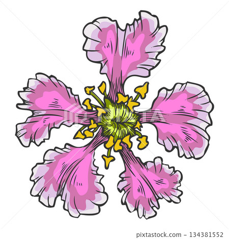 Acerola berry pink flower vector sketch, Barbados cherry blossom plant, hand drawn exotic fruit blooming nature design Acerola berry pink flower vector sketch, Barbados cherry blossom plant, hand drawn exotic fruit blooming nature design 134381552
