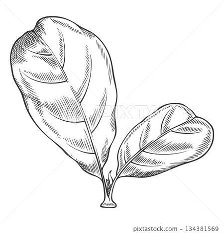 Acerola berry leaves vector engraved sketch, Barbados cherry plant, hand drawn exotic fruit foliage ink style Acerola berry leaves vector engraved sketch, Barbados cherry plant, hand drawn exotic fruit foliage ink style 134381569