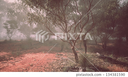 trees, landscape, scenery 134381590