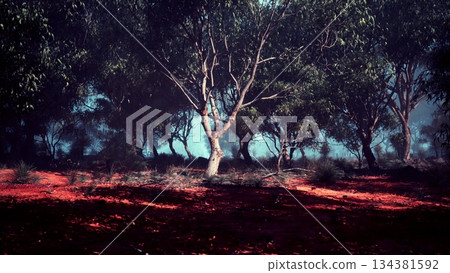 A tranquil forest scene unfolds with tall trees casting gentle shadows on bright red earth. Soft light filters through the leaves, creating a serene atmosphere. Natures beauty enchants the viewer. 134381592