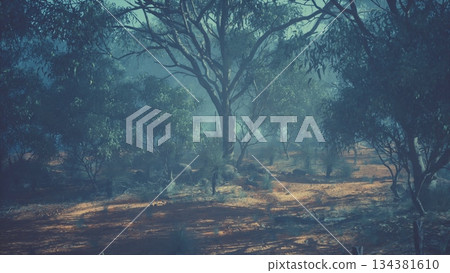 Sunlight gently pierces the leafy canopy of a quiet forest, casting soft shadows on the vibrant earth. The air feels fresh and peaceful, inviting exploration among the lush greenery. 134381610