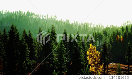 Tall evergreen trees fill the scene, their colors vividly contrasting with a few golden leaves. Soft light filters through the canopy, creating a serene and enchanting atmosphere. 134381623