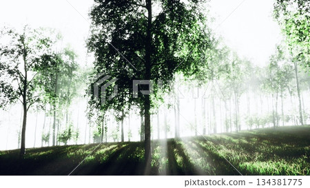Sunlight streams through tall trees in a serene forest, illuminating the vibrant green leaves. The mist adds a magical touch to the peaceful morning scene filled with natures beauty. Sunlight streams through tall trees in a serene forest, illuminating the vibrant green leaves. The mist adds a magical touch to the peaceful morning scene filled with natures beauty. 134381775