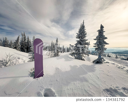 Purple snowboard on snowy hill with frosted pine trees 134381792