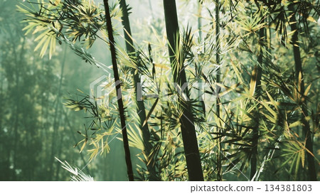 A serene bamboo forest bathed in soft morning light creates a magical atmosphere. The gentle mist enhances the vibrant green leaves, inviting peace and tranquility. 134381803