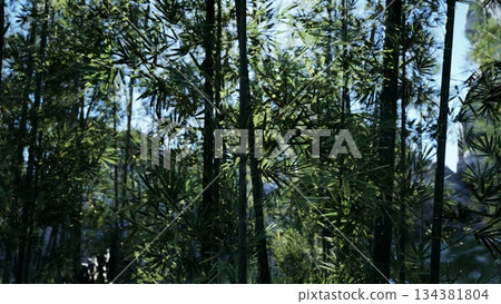 Sunlight filters through a lush bamboo forest, creating a vibrant scene filled with greenery. The tall bamboo stalks sway gently in the breeze, offering a peaceful atmosphere. 134381804