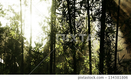 Golden light streams through lush bamboo foliage, creating a tranquil atmosphere in the forest. The towering green stalks sway gently in the breeze, inviting peace and reflection. 134381806