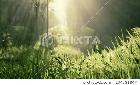 Golden sunlight filters through tall trees, casting soft light on vibrant green grass in a serene forest glade. Nature awakens peacefully, inviting calm and reflection in the morning hours. 134381807