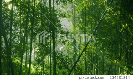Green bamboo stalks stretch towards the sky, their leaves shimmering in the early morning light. A serene mist hovers above the ground, creating an enchanted atmosphere for exploration. Green bamboo stalks stretch towards the sky, their leaves shimmering in the early morning light. A serene mist hovers above the ground, creating an enchanted atmosphere for exploration. 134381814