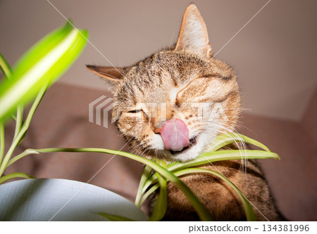 Funny close-up portrait of domestic tabby cat licking its nose while eating leaves of chlorophytum potted spider plant . Playful pet behavior captured indoors Funny close-up portrait of domestic tabby cat licking its nose while eating leaves of chlorophytum potted spider plant . Playful pet behavior captured indoors 134381996