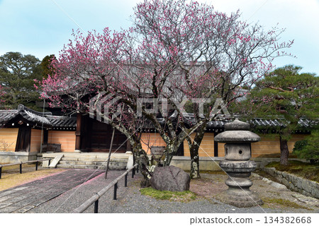 京都Kimiki紅參Komyoji 京都Kimiki紅參Komyoji 134382668