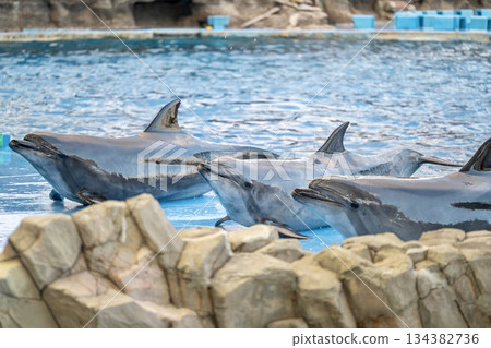 在水族館的海豚表演中享受片刻輕鬆時光 134382736