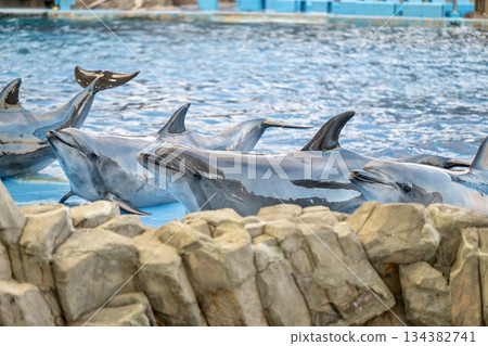 A moment of relaxation at the aquarium's dolphin show A moment of relaxation at the aquarium's dolphin show 134382741