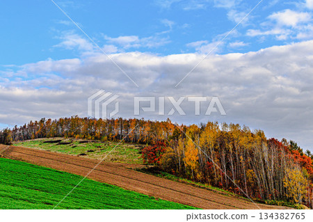 The hills of Biei and the autumn sky in the harvest season The hills of Biei and the autumn sky in the harvest season 134382765