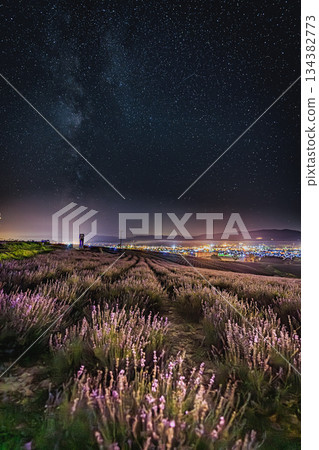 星空下的薰衣草田與銀河 | 日之出公園薰衣草花園 134382773