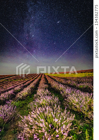 Starlit Lavender Fields | Hinode Park 134382775
