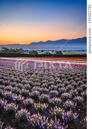 Early morning at Farm Tomita: Flower fields and the sunrise over the Tokachi Mountain Range 134382781