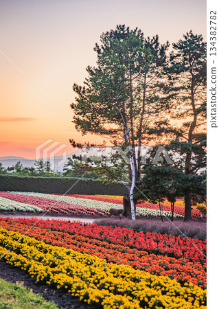 晨曦中的富田農場花田 134382782