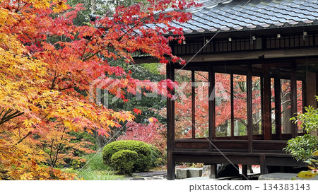 南禪寺豚庵的秋葉 南禪寺豚庵的秋葉 134383143
