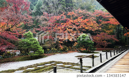 Autumn leaves at Tenjuan Temple in Nanzenji Autumn leaves at Tenjuan Temple in Nanzenji 134383147