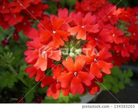 紅馬鞭草 134383203