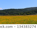  Flower garden 134383274
