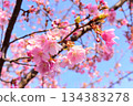  Peach blossoms 134383278