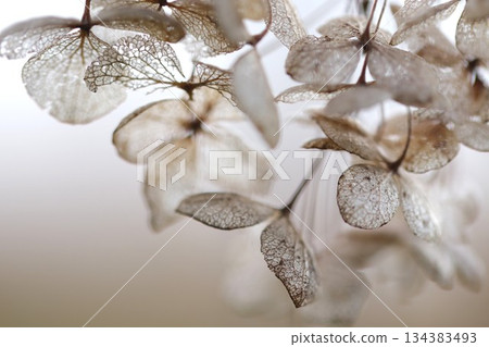 幹繡球花 134383493