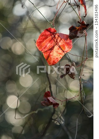 A single red leaf with sunlight filtering through the trees A single red leaf with sunlight filtering through the trees 134383496