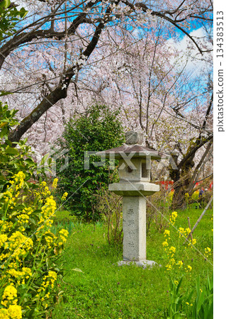 A beautiful combination of cherry blossoms and rape blossoms at Sakuraen (Sakuraen) at Hirano Shrine in Kyoto (Kita Ward, Kyoto City, Kyoto Prefecture) 134383513