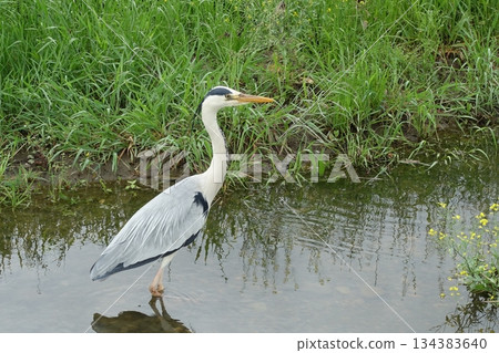 灰鷺 灰鷺 134383640