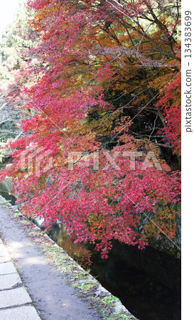 Autumn leaves on the way of philosophy 134383699