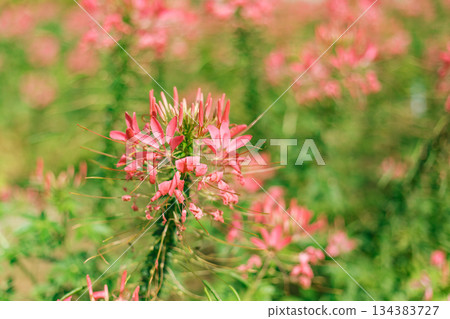 Close up cleome (spider flower) Close up cleome (spider flower) 134383727