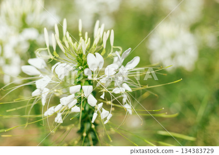 Close up cleome (spider flower) Close up cleome (spider flower) 134383729