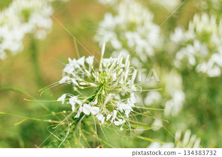 Close up cleome (spider flower) Close up cleome (spider flower) 134383732