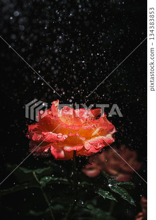 Macro shot of a glowing rose and water droplets at night 134383853