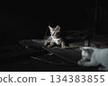 Curious kitten in the dark 134383855