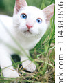 A white kitten with blue eyes standing in green grass 134383856