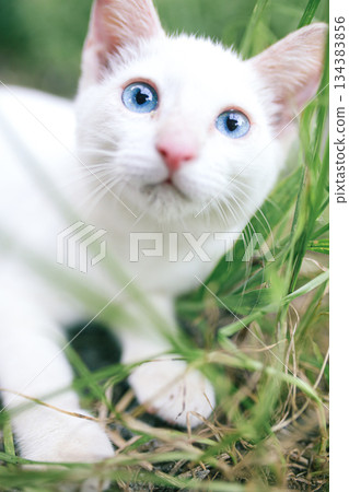 A white kitten with blue eyes standing in green grass 134383856