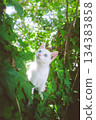 Fresh green leaves and blue-eyed white kitten 134383858