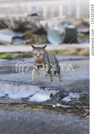 貓輕鬆地跳過水坑 134383859