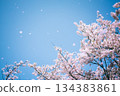 Cherry blossom petals flying in the blue sky 134383861