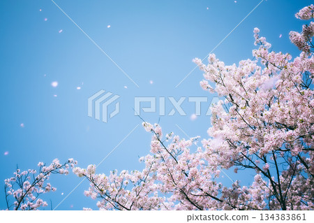 櫻花花瓣在藍天上飛舞 134383861
