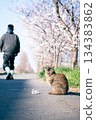 A person walking with a cat along a row of cherry blossom trees in spring 134383862