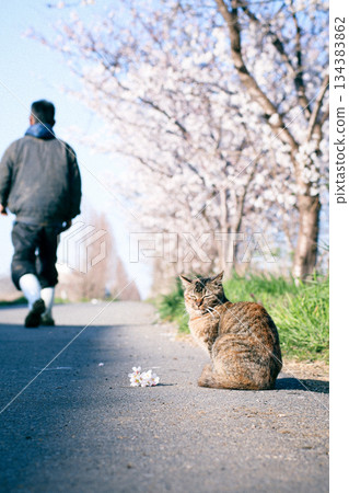 A person walking with a cat along a row of cherry blossom trees in spring A person walking with a cat along a row of cherry blossom trees in spring 134383862