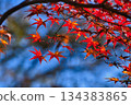 楓葉和藍藍的天空 134383865