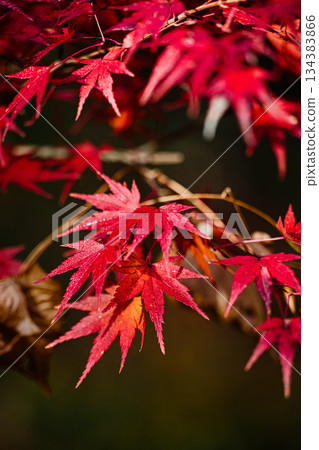 黑色背景上的紅色秋葉 134383866